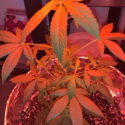 Cookies N Cream growlog timeline photo