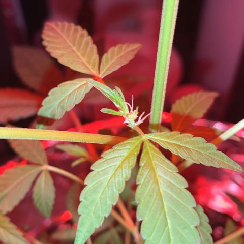 Cookies N Cream growlog timeline photo