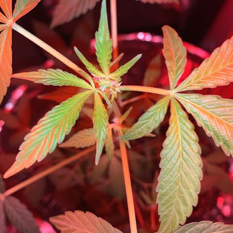 Cookies N Cream growlog timeline photo