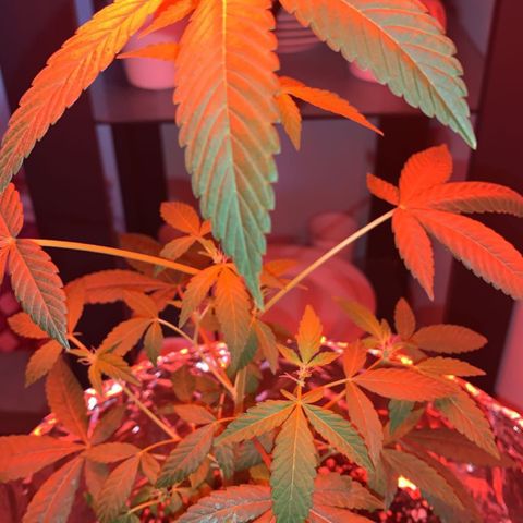 Cookies N Cream growlog timeline photo
