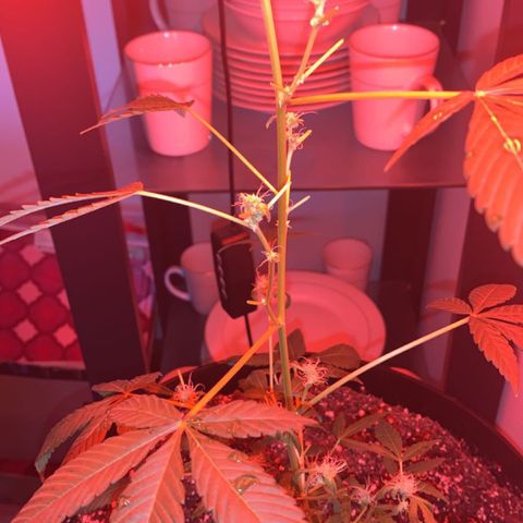 Cookies N Cream growlog timeline photo