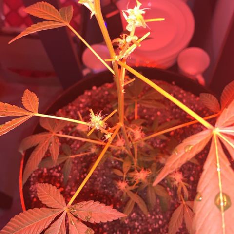 Cookies N Cream growlog timeline photo