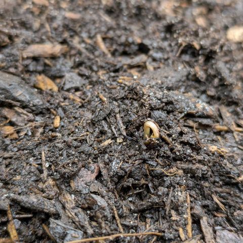 Hildegard  growlog photo: Erster Lichtblick 