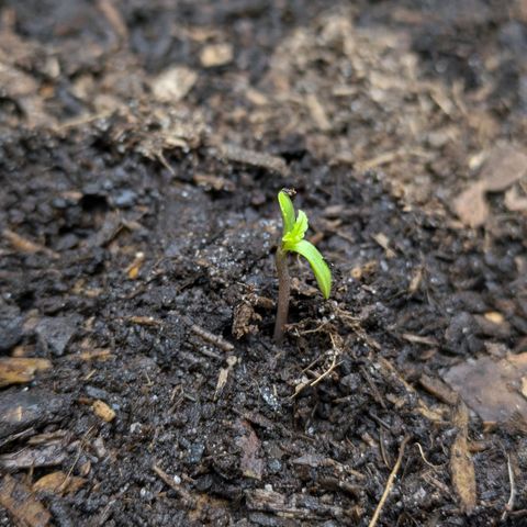 Hildegard  growlog timeline photo