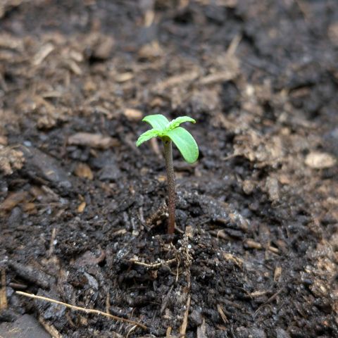 Hildegard  growlog photo: Abends 