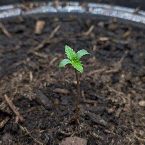 Hildegard  growlog timeline photo
