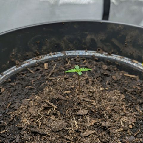 Hildegard  growlog timeline photo