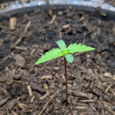 Hildegard  growlog timeline photo