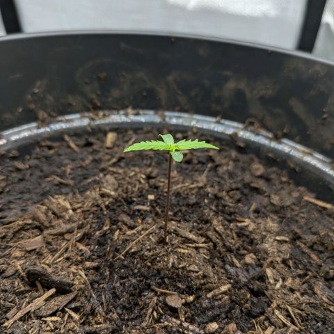 Hildegard  growlog photo: 50 ml Wasser 