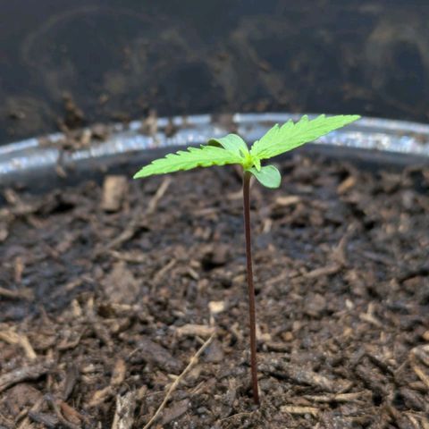 Hildegard  growlog photo: 6 cm