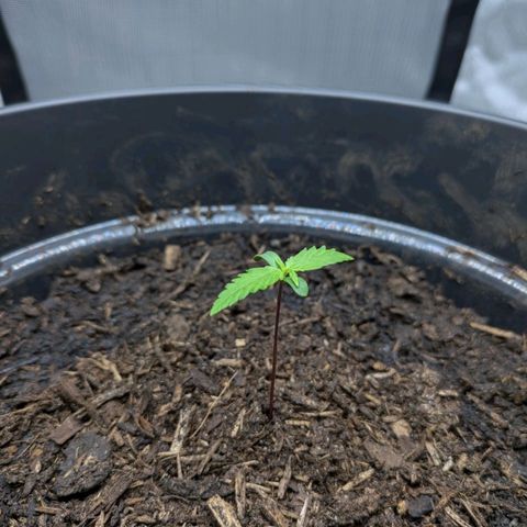 Hildegard  growlog timeline photo