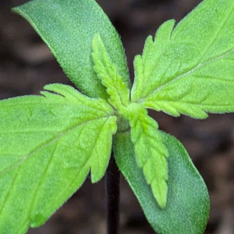 Hildegard  growlog timeline photo