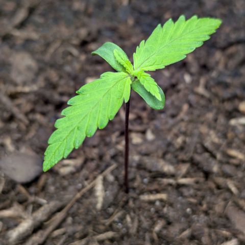 Hildegard  growlog photo: 6 cm