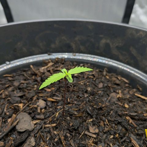 Hildegard  growlog photo: Mit 1,2 Liter Wasser besprüht. Von 5,5 kg auf 6 kg. Viel Drain, zu früh gegossen. Nächstes gießen bei 3 kg.