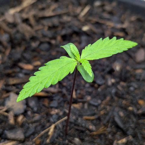Hildegard  growlog photo: Mit 1,2 Liter Wasser besprüht. Von 5,5 kg auf 6 kg. Viel Drain, zu früh gegossen. Nächstes gießen bei 3 kg.