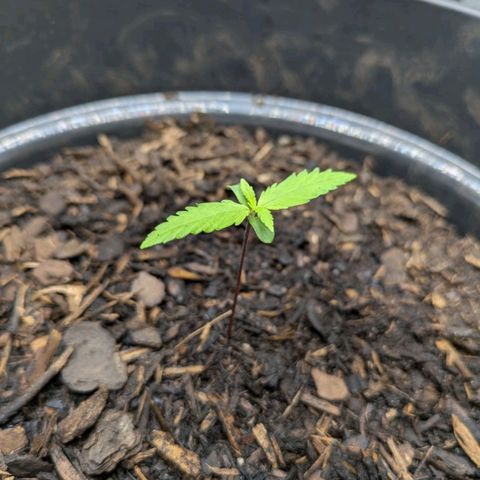 Hildegard  growlog photo: Sieht nicht glücklich aus. Wächst nicht mehr und Blätter färben sich gelb 