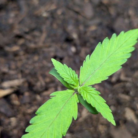 Hildegard  growlog timeline photo