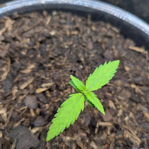 Hildegard  growlog timeline photo