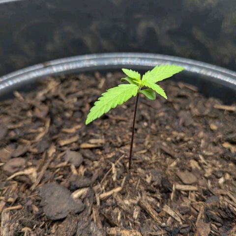 Hildegard  growlog timeline photo