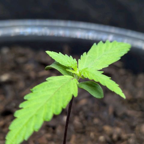 Hildegard  growlog timeline photo