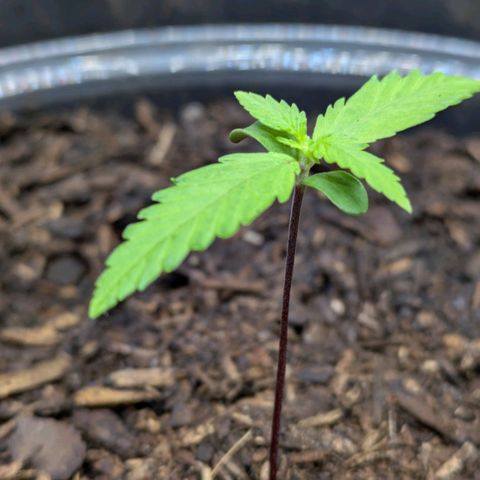 Hildegard  growlog timeline photo