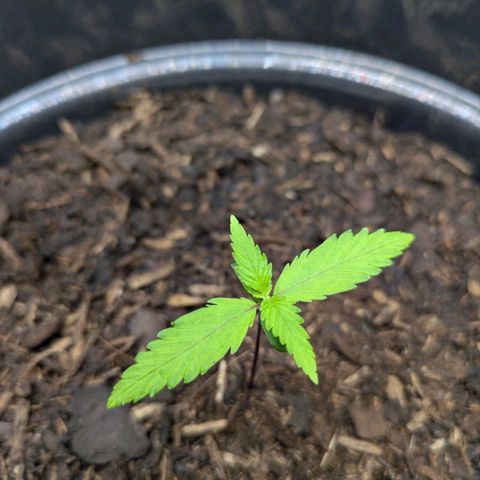 Hildegard  growlog timeline photo