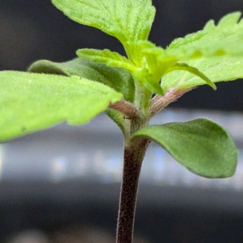 Hildegard  growlog timeline photo