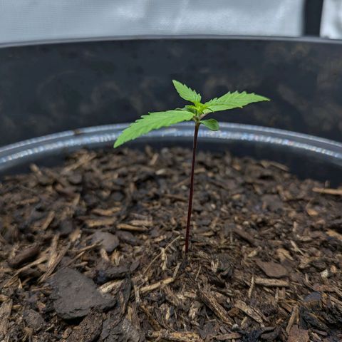 Hildegard  growlog timeline photo