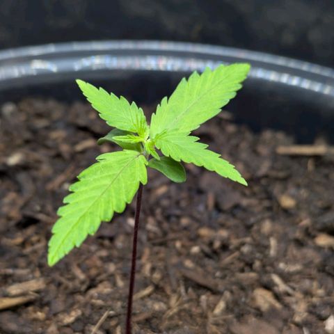 Hildegard  growlog timeline photo