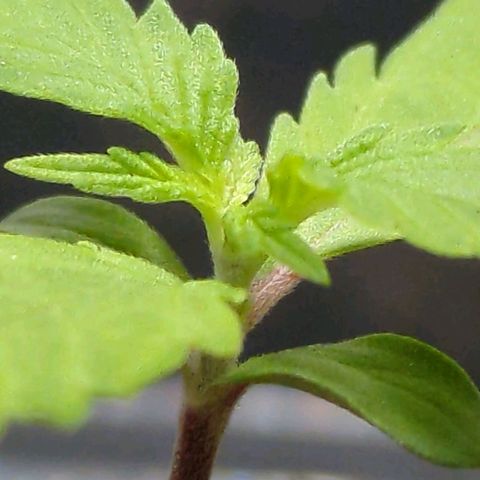 Hildegard  growlog timeline photo