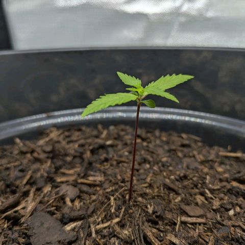 Hildegard  growlog timeline photo