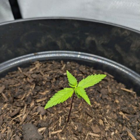 Hildegard  growlog timeline photo