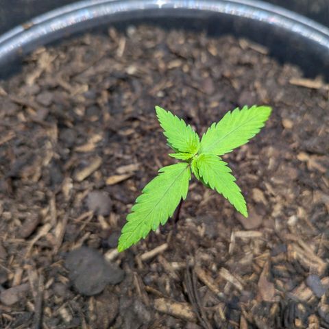 Hildegard  growlog timeline photo