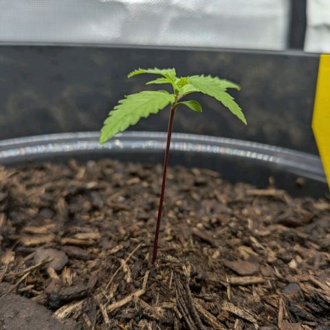 Hildegard  growlog timeline photo