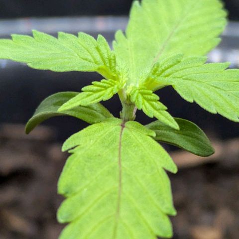 Hildegard  growlog timeline photo
