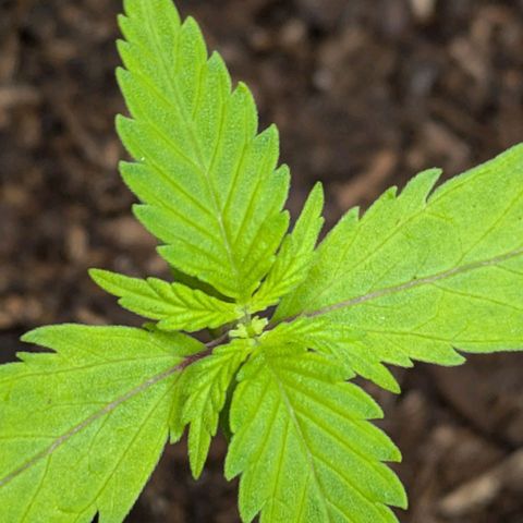 Hildegard  growlog timeline photo