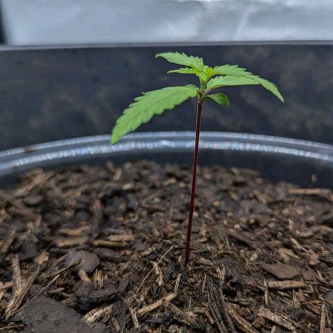 Hildegard  growlog timeline photo