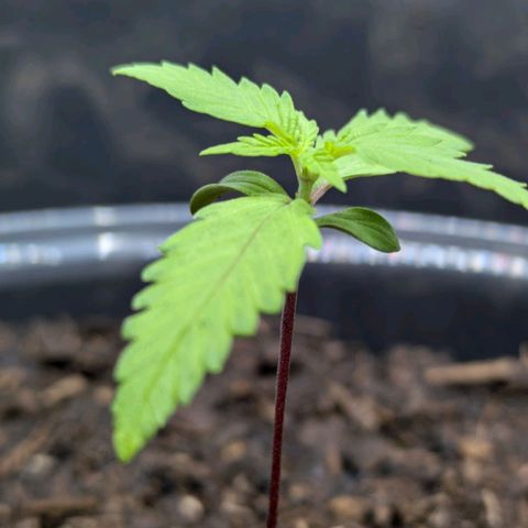 Hildegard  growlog timeline photo