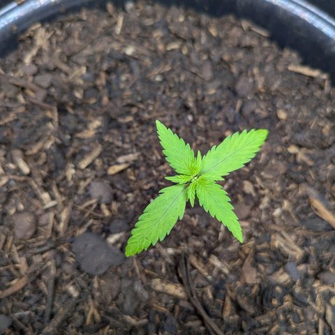 Hildegard  growlog timeline photo