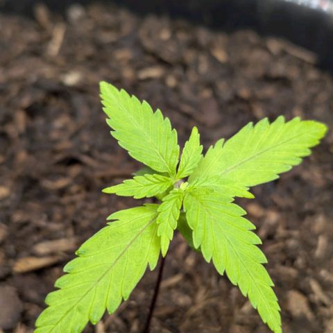 Hildegard  growlog timeline photo