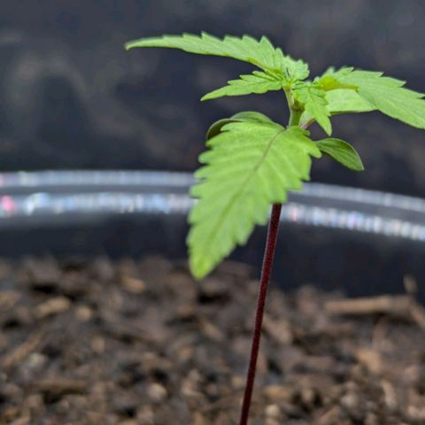 Hildegard  growlog timeline photo