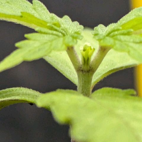 Hildegard  growlog timeline photo
