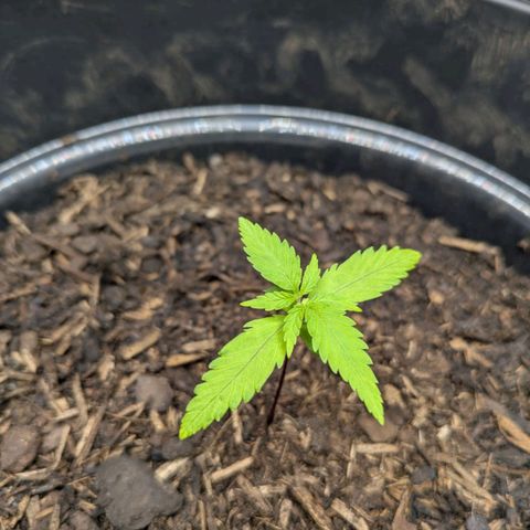 Hildegard  growlog timeline photo