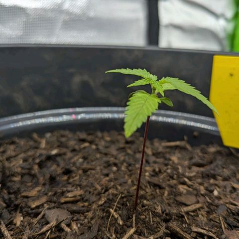 Hildegard  growlog timeline photo