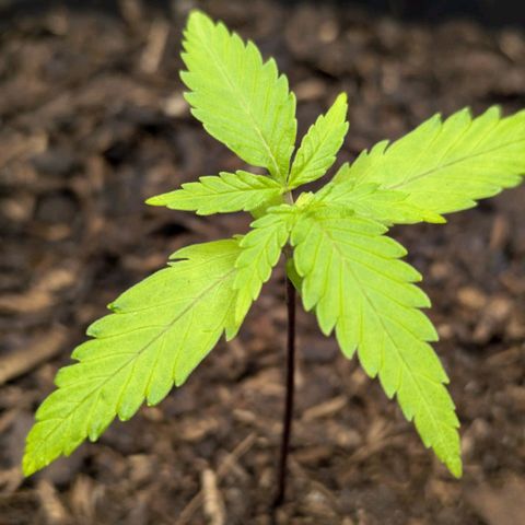 Hildegard  growlog timeline photo