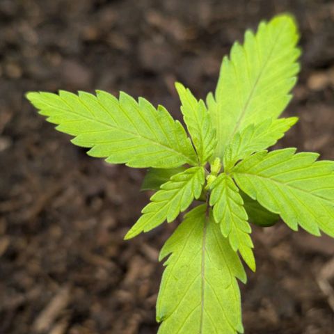 Hildegard  growlog timeline photo