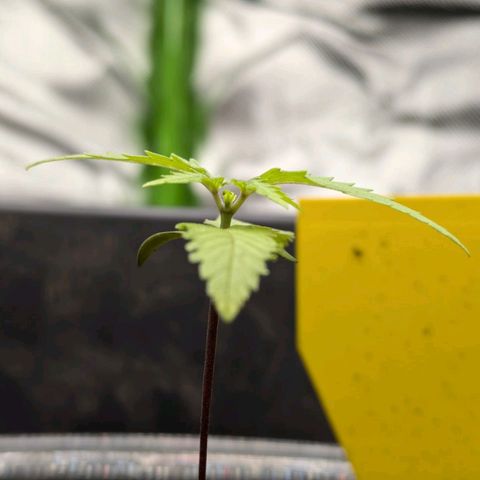 Hildegard  growlog timeline photo