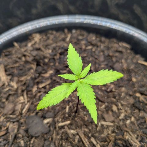 Hildegard  growlog timeline photo
