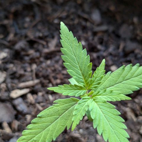 Hildegard  growlog timeline photo