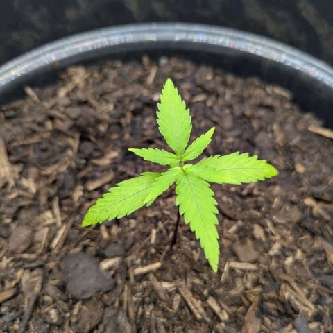 Hildegard  growlog timeline photo